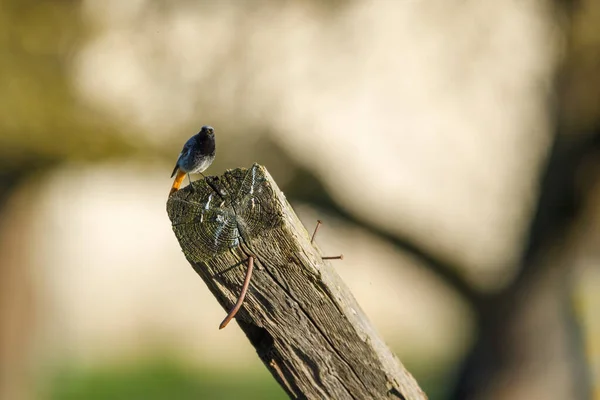 Pássaro Preto Redstart Natureza — Fotografia de Stock