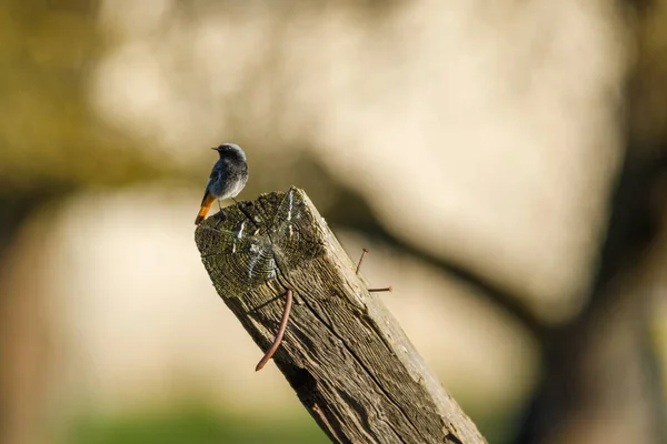 Pájaro Rojizo Negro Naturaleza — Foto de Stock