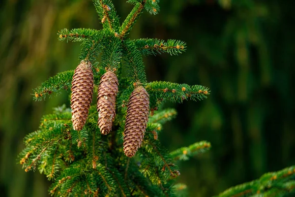 Cone Spruce Forest — Stock Photo, Image