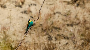 Colorful Bee Eater in the Danube Delta