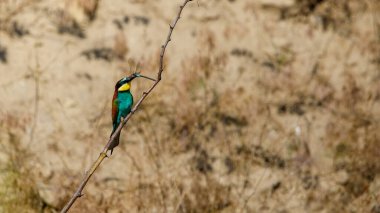 Colorful Bee Eater in the Danube Delta