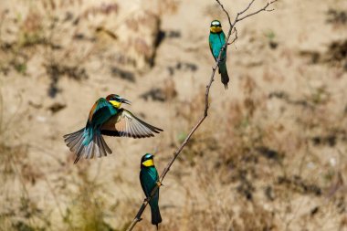 Colorful Bee Eater in the Danube Delta