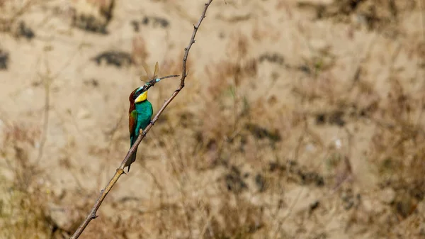 Colorful Bee Eater Danube Delta — 图库照片