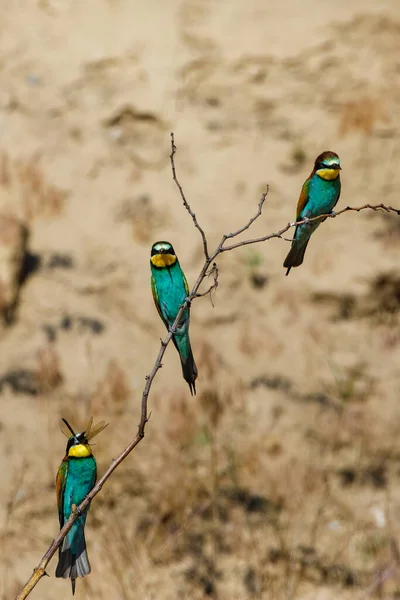 Colorful Bee Eater Danube Delta — Stock Photo, Image
