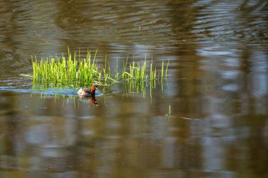 Bataklıkta küçük bir yunus