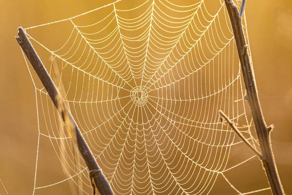 Wassertropfen Einem Spinnennetz — Stockfoto