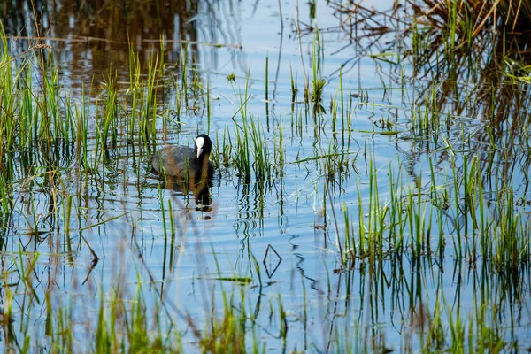 stock image Coots are fighting in the water