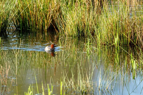 stock image A Little Grebe in the swamps