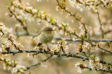 Vahşi doğada ortak bir Chiffchaff