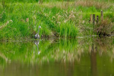 Bataklıklarda bir balıkçıl