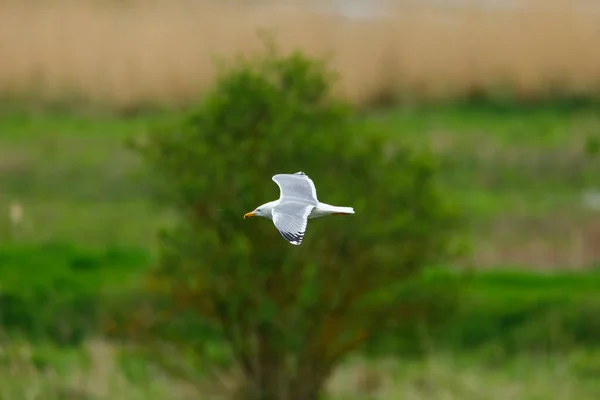 Herring Gull Flight — Stock Photo, Image