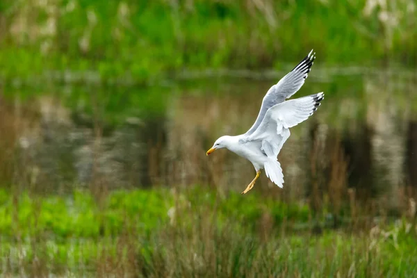 Herring Gull Flight — ストック写真