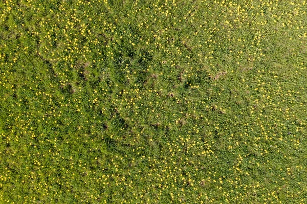 Sebuah Lapangan Dengan Jutaan Dandelion Flower Kuning — Stok Foto