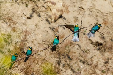 Colorful Bee Eater in the Danube Delta