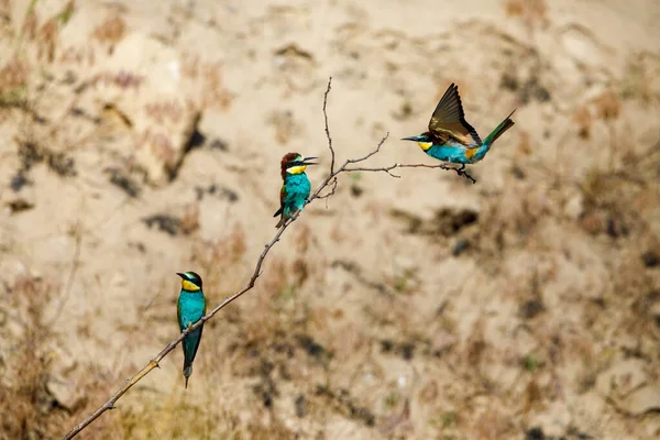 stock image Colorful Bee Eater in the Danube Delta