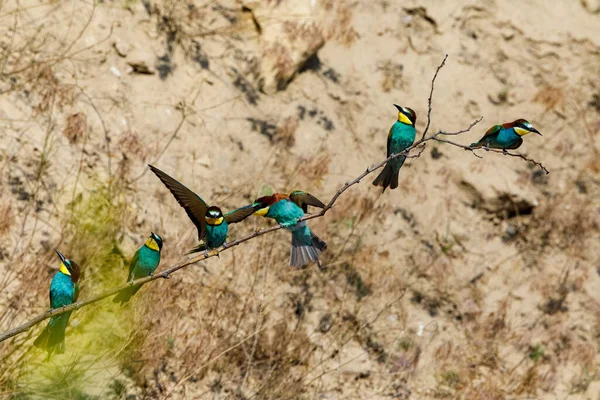 Colorful Bee Eater Danube Delta — Foto Stock