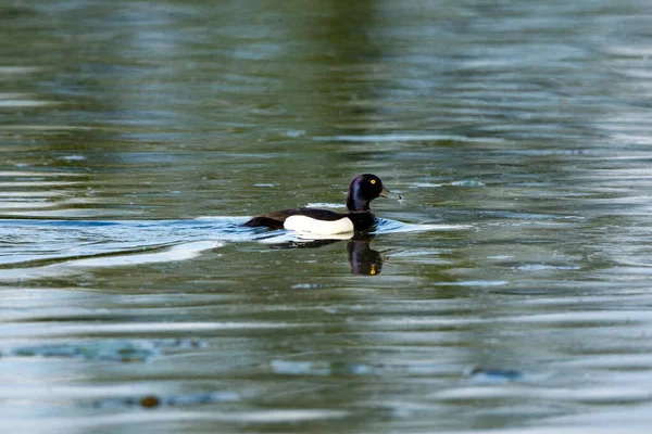 Tufted Ducks Auf Einem Fluss — Stockfoto