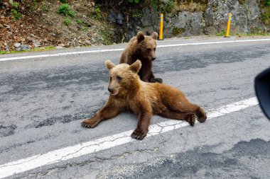 Romanya 'nın Karpat Ormanında Boz Ayı