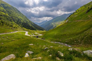 Romanya 'daki Karpat Ormanı