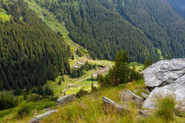 Romanya 'daki Karpat Ormanı