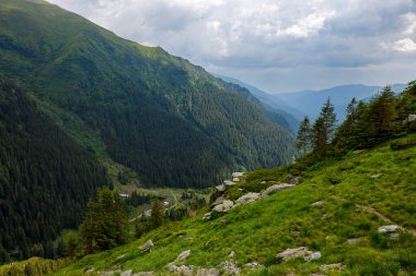 Romanya 'daki Karpat Ormanı