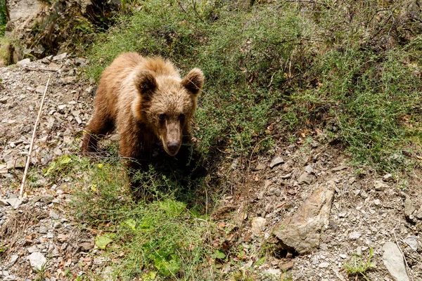 Medvěd Hnědý Rumunském Karpatském Lese — Stock fotografie