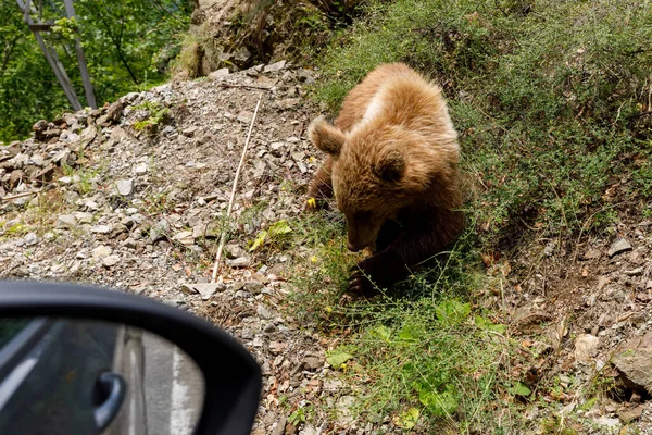 stock image Brown Bear in the carpathian forest of Romania