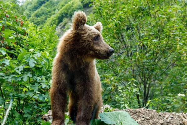 Ours Brun Dans Forêt Carpatique Roumanie — Photo
