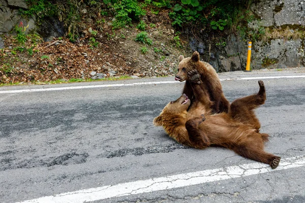 Urso Castanho Floresta Dos Cárpatos Roménia — Fotografia de Stock