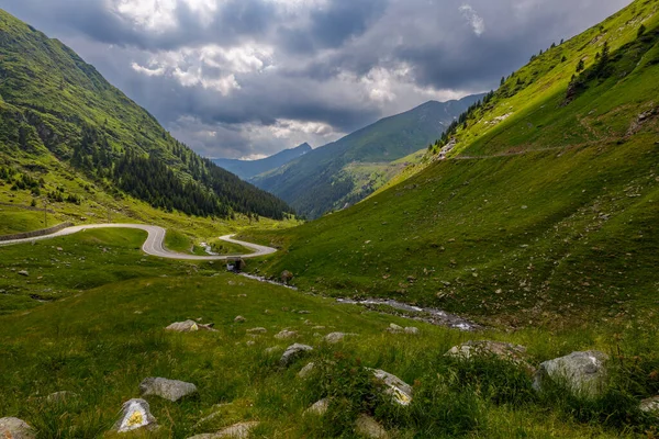 Romanya 'daki Karpat Ormanı