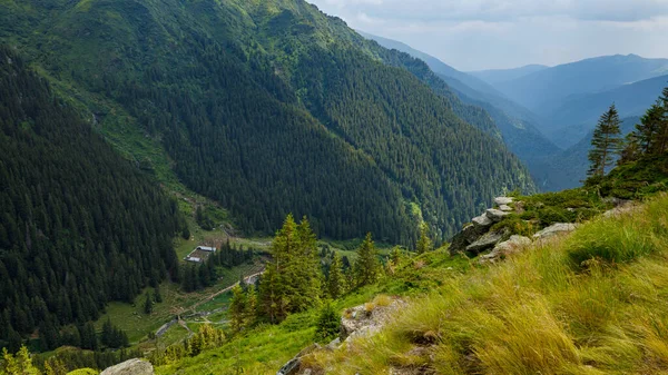 Romanya 'daki Karpat Ormanı