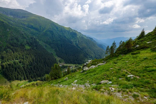 Carpathian Forest Romania — Stock Photo, Image