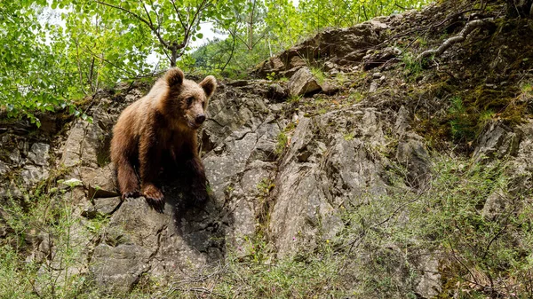 Brown Bear Carpathian Forest Romania Royalty Free Stock Photos