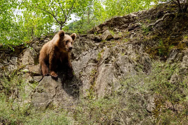 Brown Bear Carpathian Forest Romania Stock Image