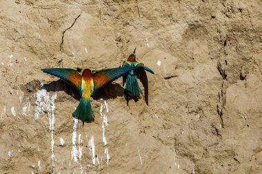 Colorful Bee Eater in the Danube Delta