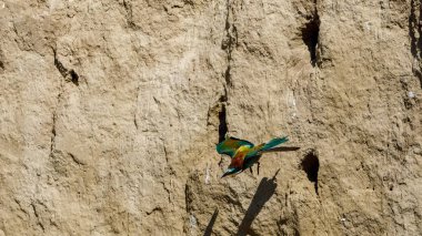 Colorful Bee Eater in the Danube Delta