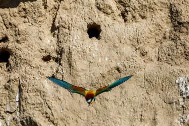 Colorful Bee Eater in the Danube Delta