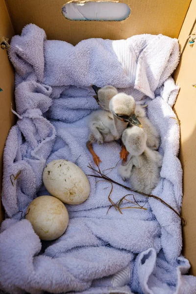 Baby White Storks Box — Stock Photo, Image