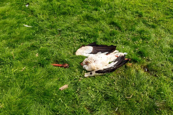 牧草地で殺された白いコウノトリ — ストック写真