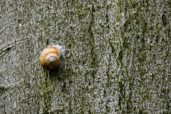 Ağacın Gövdesinde Bir Salyangoz — Stok fotoğraf