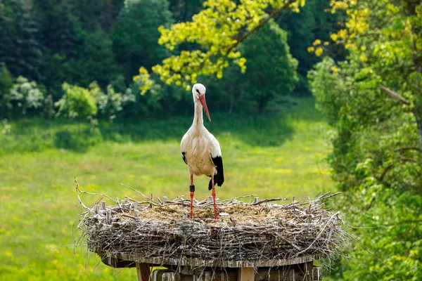 巢中的白鹤 — 图库照片