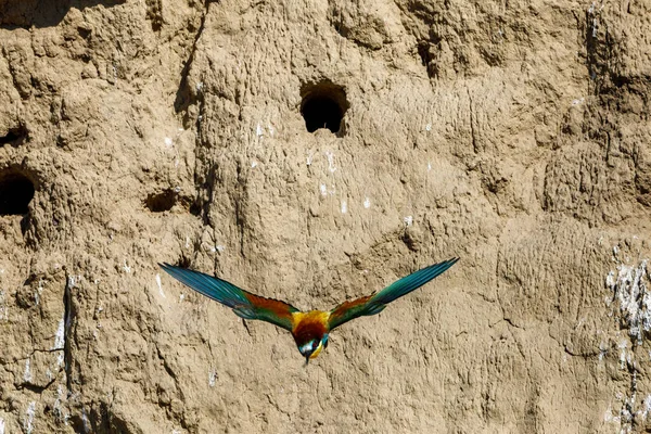 Colorful Bee Eater Danube Delta — стоковое фото