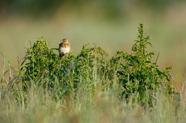 Vahşi doğada bir tarla kuşu