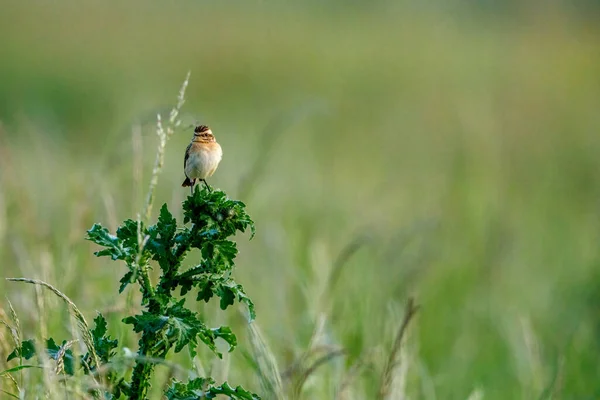 Whinchat Wild — стоковое фото