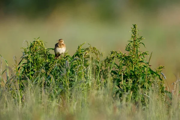 Pájaro Alondra Naturaleza — Foto de Stock