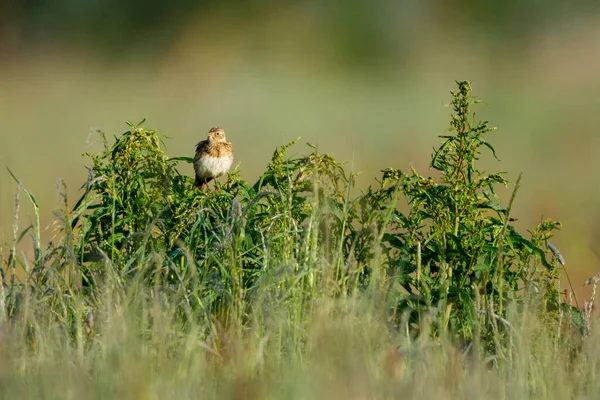 Ein Lerchenvogel Freier Wildbahn — Stockfoto