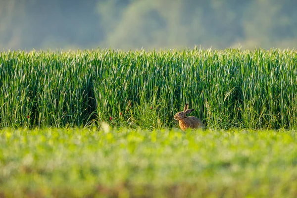 a wild field hare in the wildlife