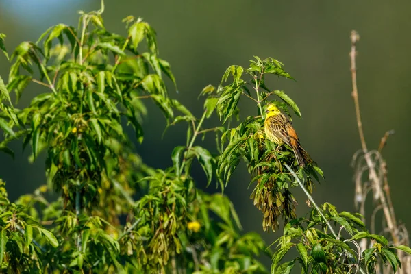 Ein Gelbhammervogel Freier Wildbahn — Stockfoto