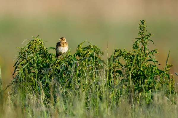 Ein Lerchenvogel Freier Wildbahn — Stockfoto