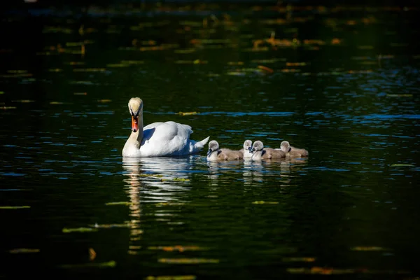 Una Familia Cisnes Estanque —  Fotos de Stock